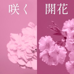 咲く (Bloom) | 開花 (Blossoming)