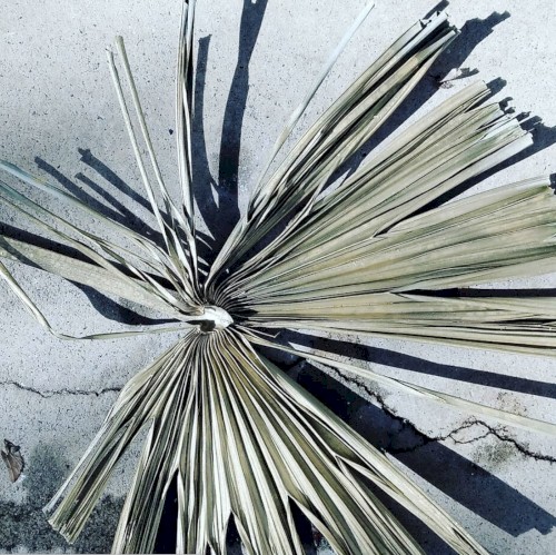 palmleaf