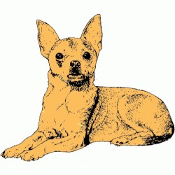 Petworks