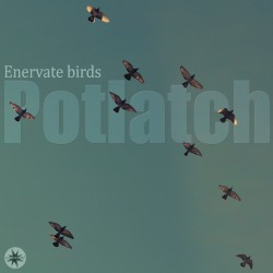 Enervate Birds