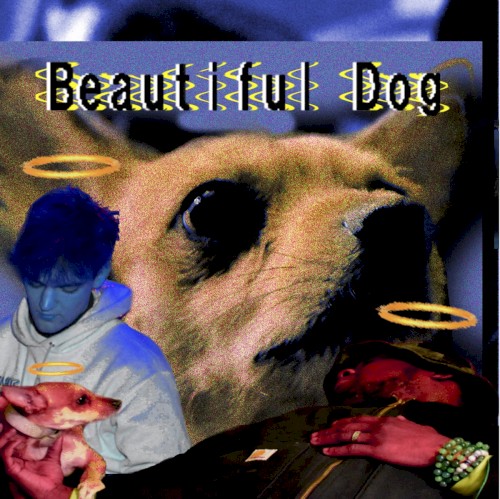 Beautiful Dog