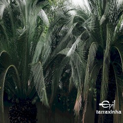 Evil Tarraxinha