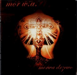 Morwa drzewo