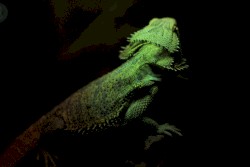 You're a Salamandra, Caught Up in the Matrix of the Wrong Architect