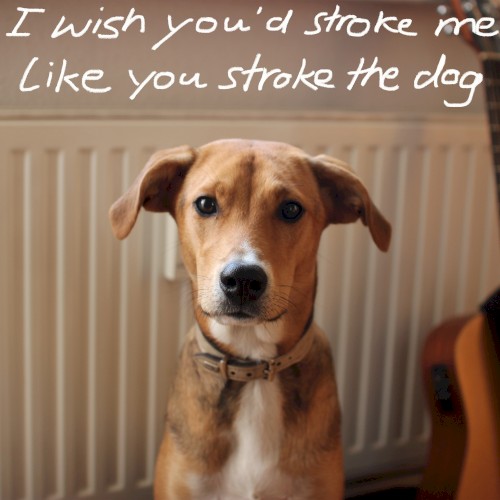 I Wish You'd Stroke Me Like You Stroke the Dog