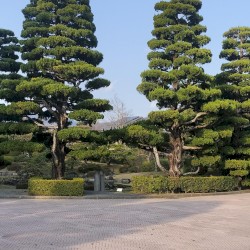 Still Air 0041