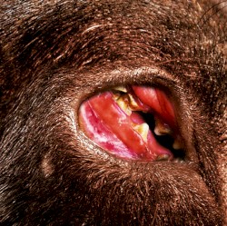 15 Year Dog Plan