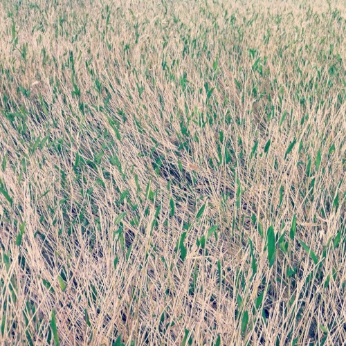 Meandering Flow
