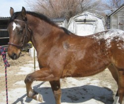 Hard To Be a Pony