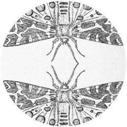 The Sparrow