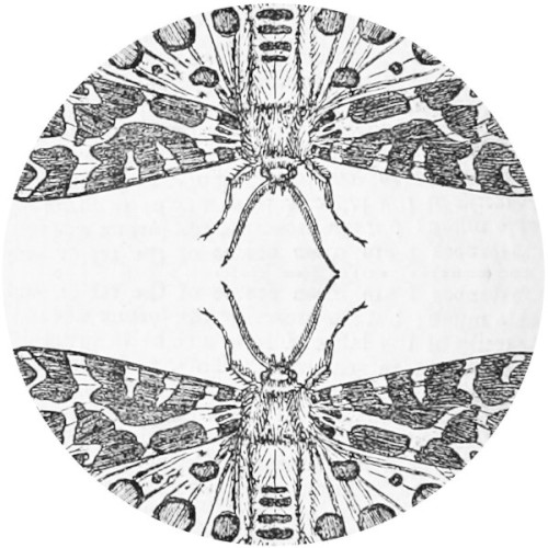 The Sparrow