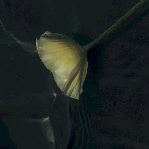 Songs for No Words
