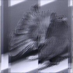 Serialsceptre01