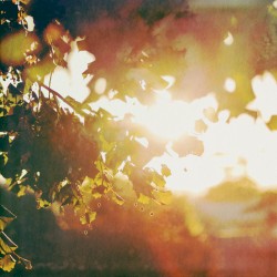 Dappled Light