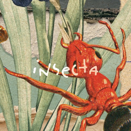 Insecta
