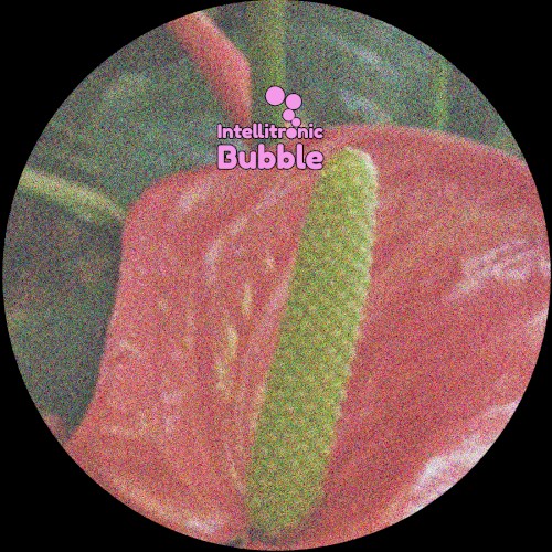 Anthurium 002