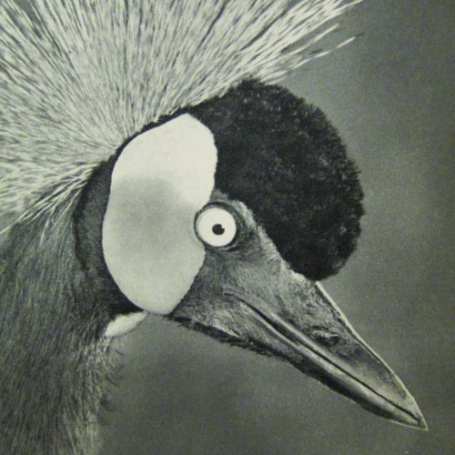Transmissions From Telos Vol. IV
