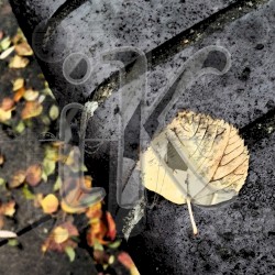 Autumn’s Fall