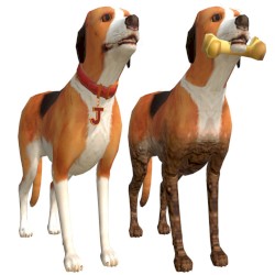 dogslife