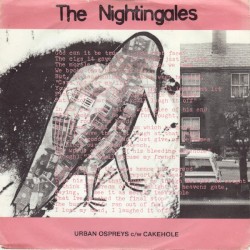Urban Ospreys