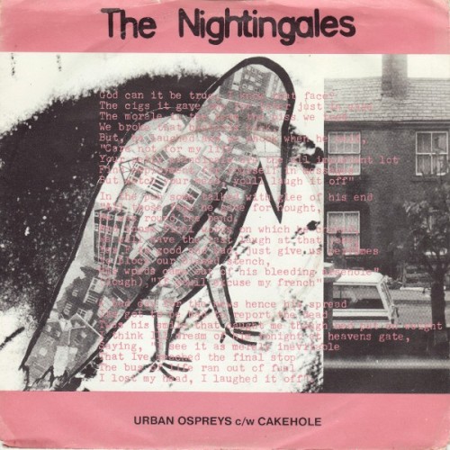 Urban Ospreys