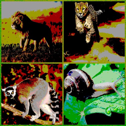 The Animal Dance