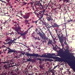 Spring-Time/Post-Irony