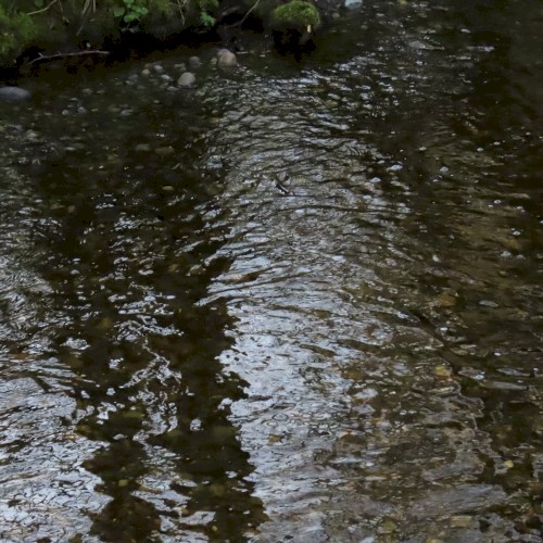 North Creek Trail (04-03-2025)
