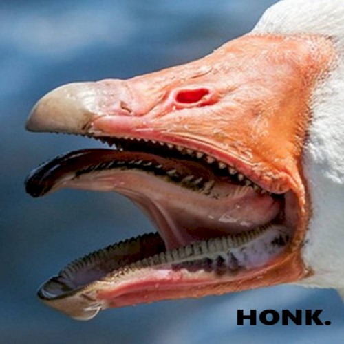 honk. EP