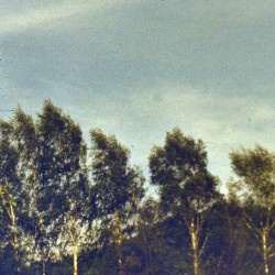 Forest Paths