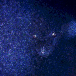 The Never-ending Eel