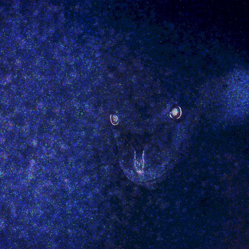 The Never-ending Eel