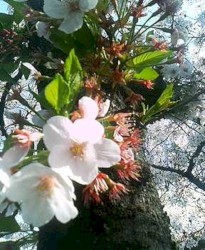 爛漫、雪音、飢餓 ( Full bloom, Snow sound and Huger )