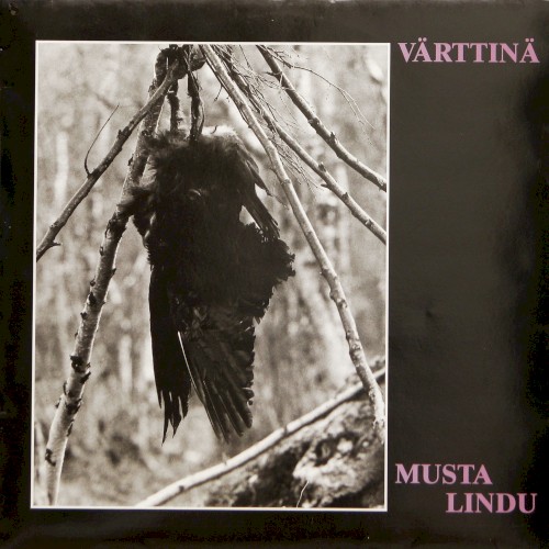 Musta lindu