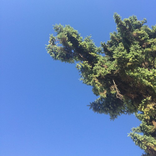 sky and tree