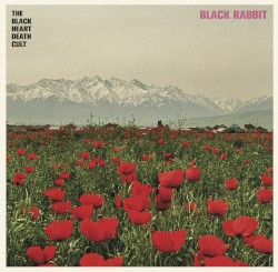 Black Rabbit