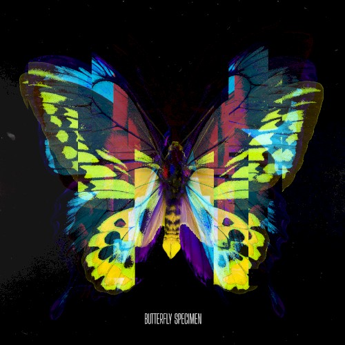 Butterfly Specimen