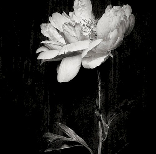 sanguine