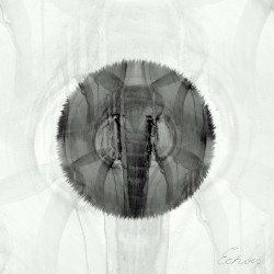 EXPEDITion, Vol. 3: Echoes