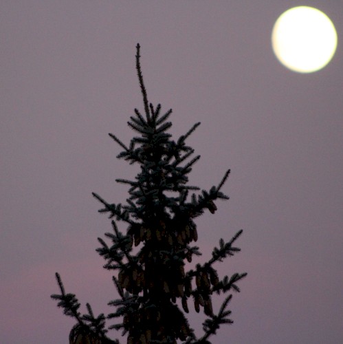 Pine