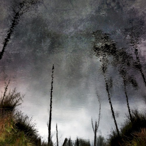 Ghost Woods
