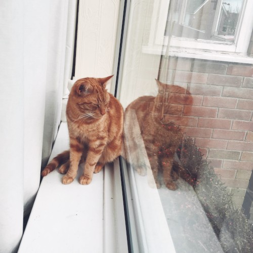 Ginger