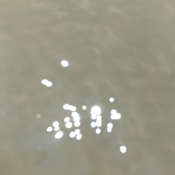 Reflection of Light in Clear Water