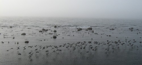 Island