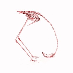 The Year of the Flamingo E.P.