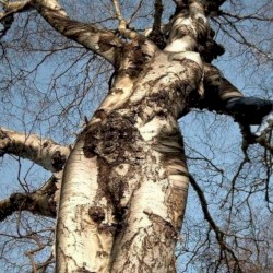 Human Inosculation Part II