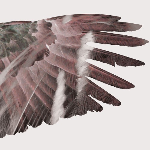 Clipped Wings