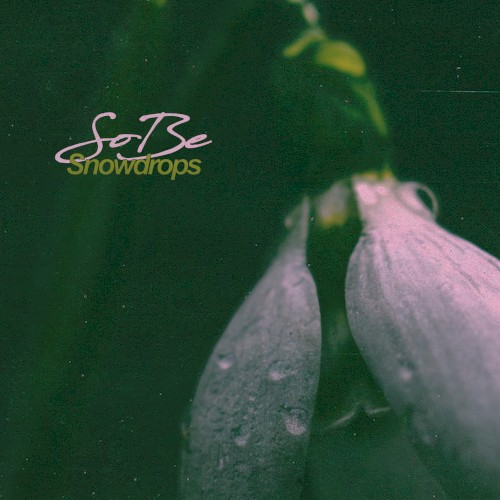 Snowdrops