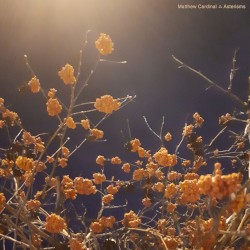 Asterisms