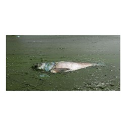 Extinction Process VII